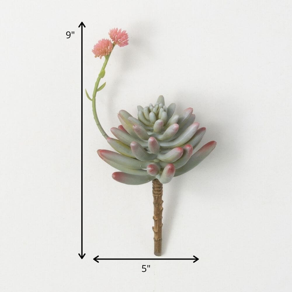 Succulent With Flower Bloom   