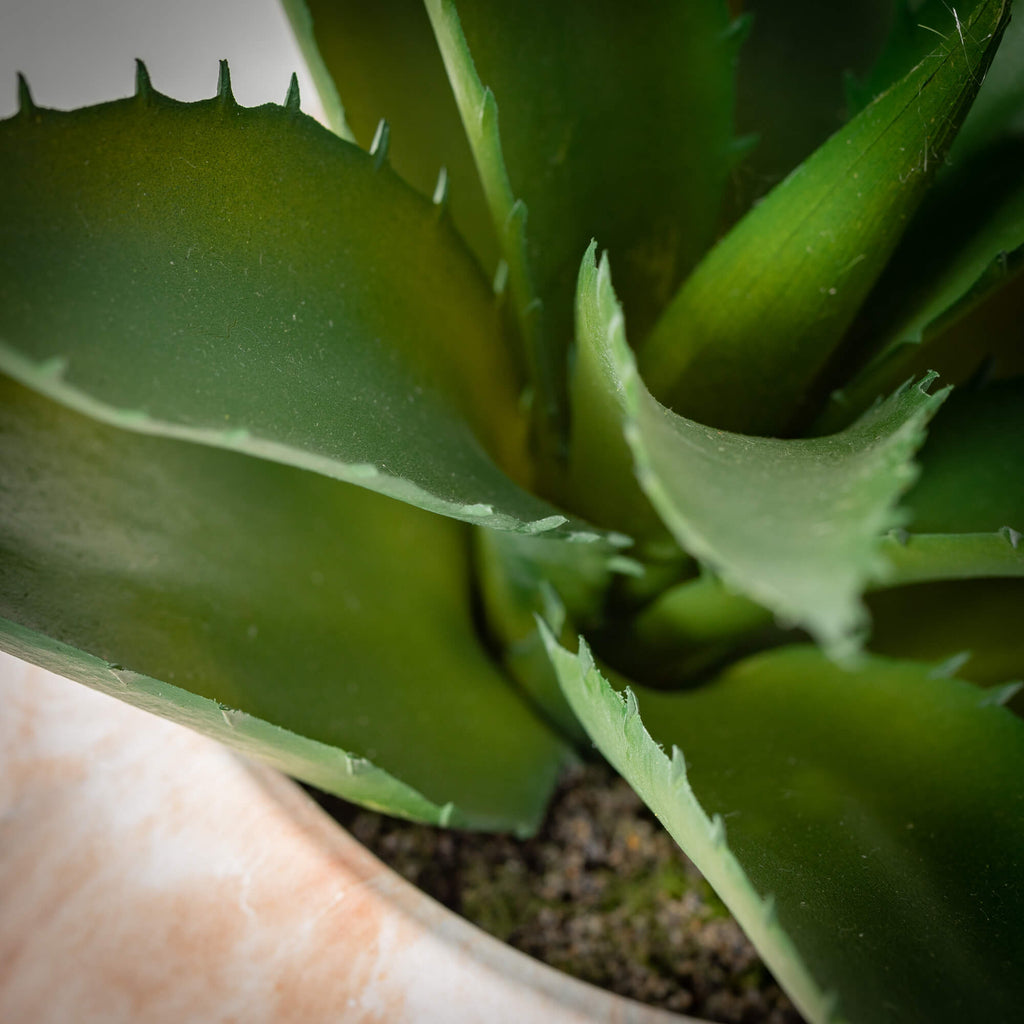 Agave In Marbleized Planter   