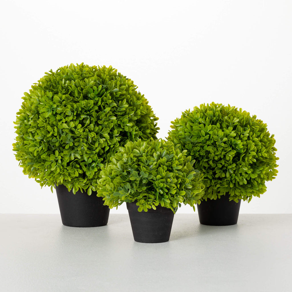 Potted Green Boxwood Set      