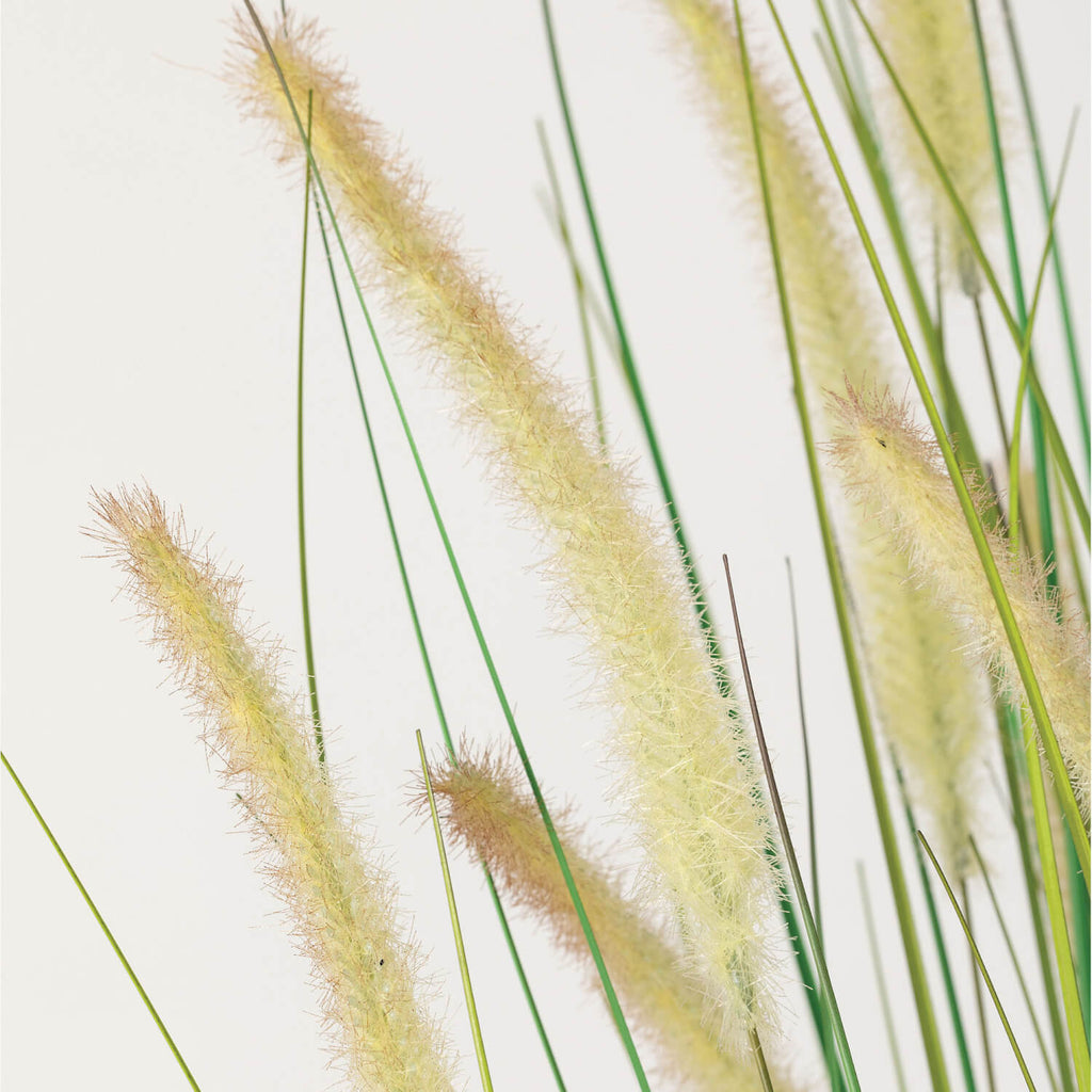 Potted Dogtail Grass          