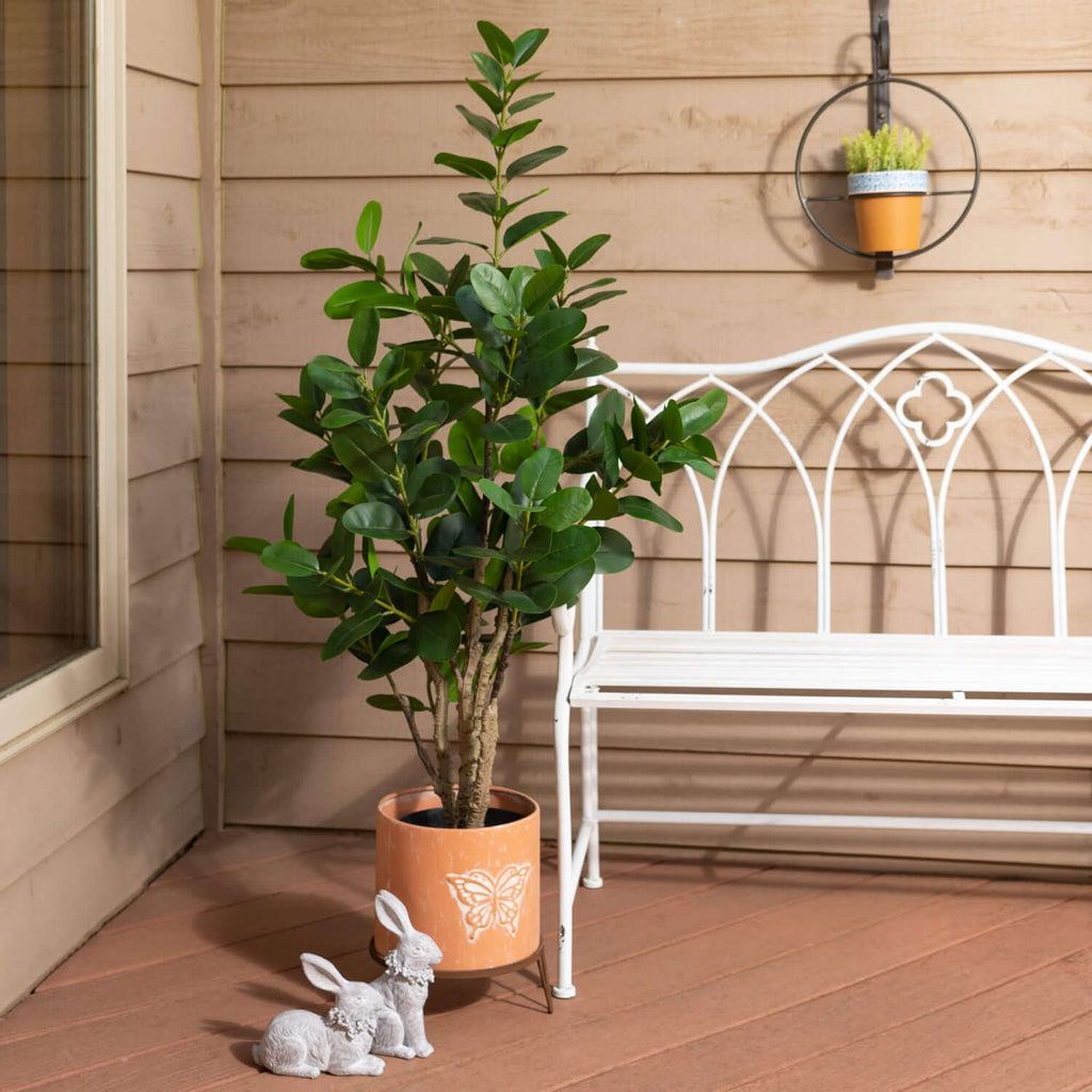 Large Potted Rubber Tree      