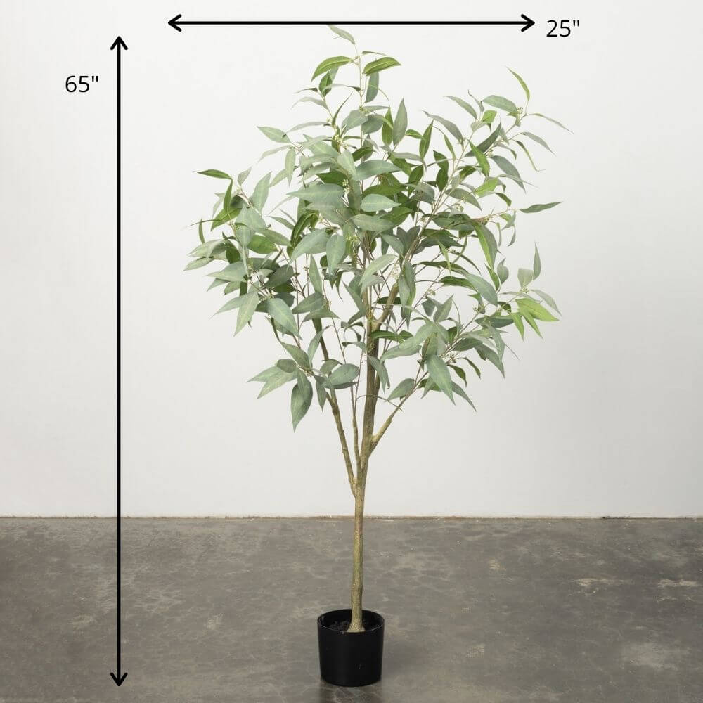 Tall Potted Eucalyptus Tree   