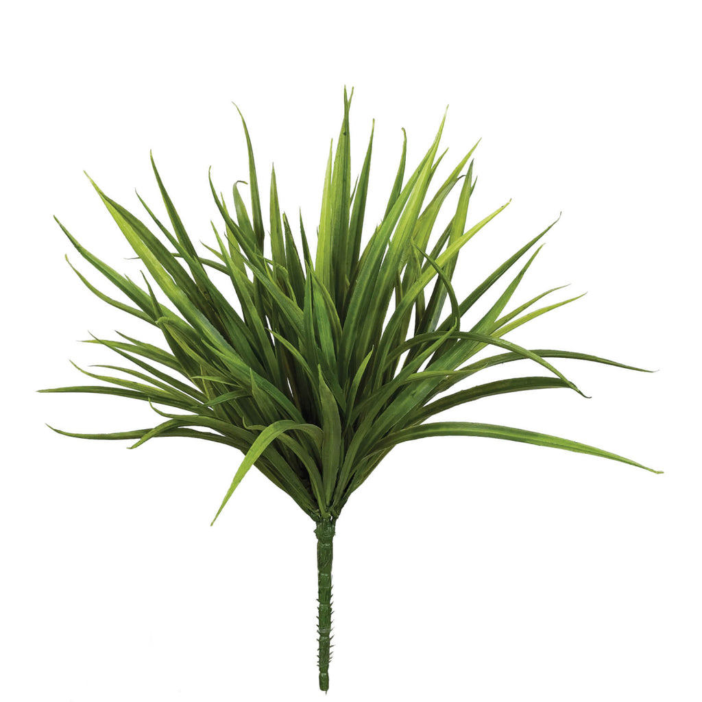 Sword Grass Plant             