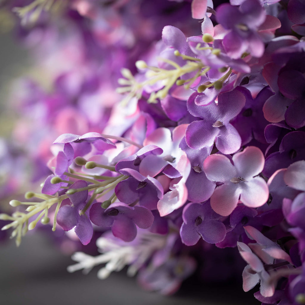 Lush Purple Lilac Bush        