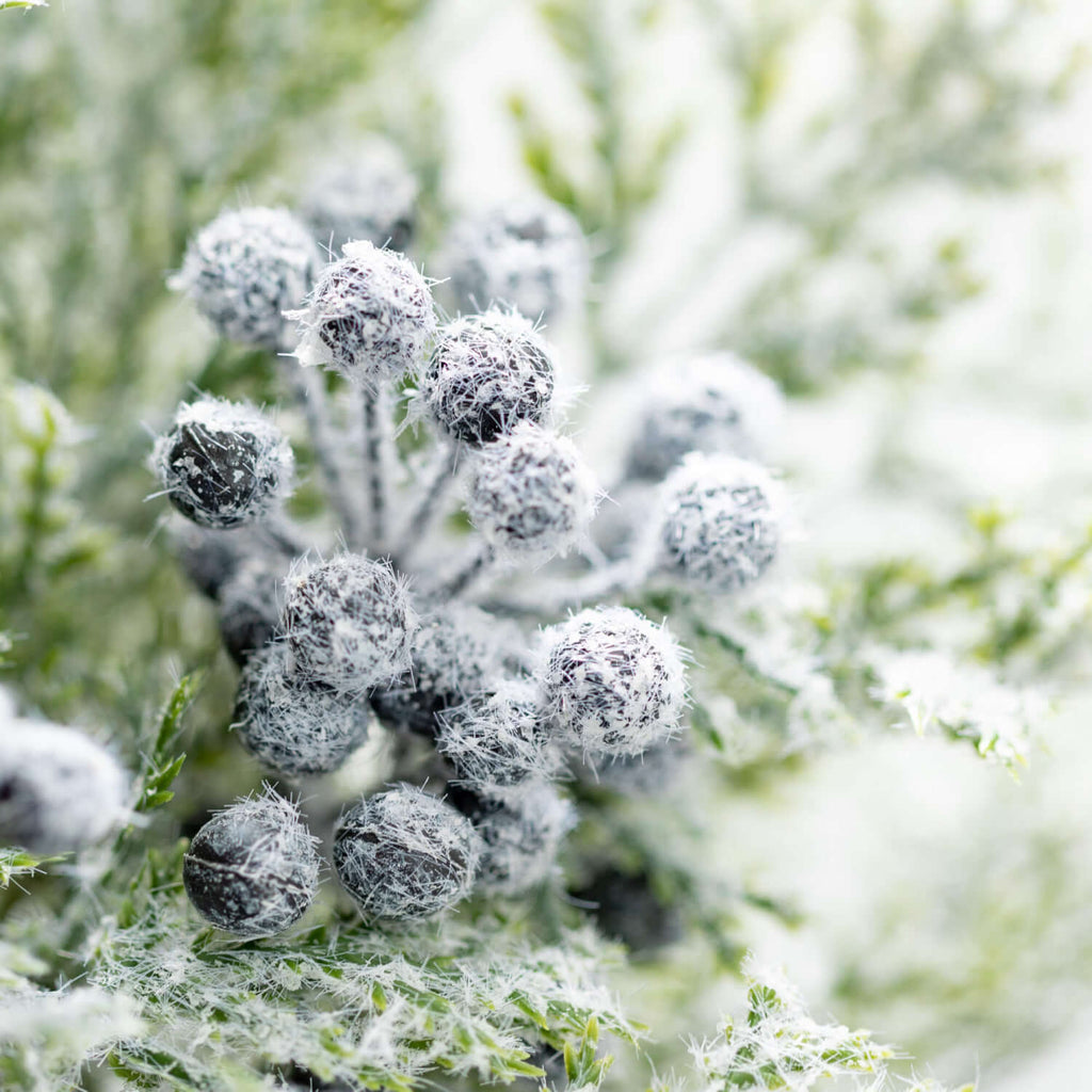 Frosted Pine And Berry Bush   