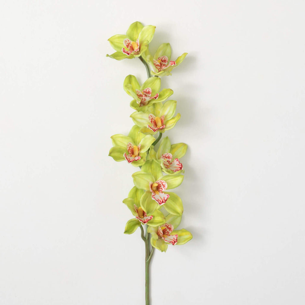 Lime Green Cybmidum Orchid    