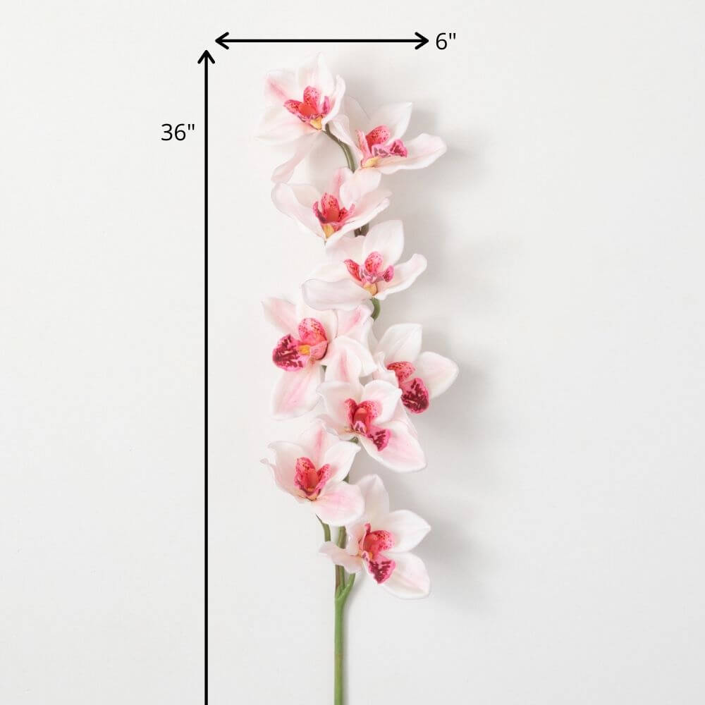 Pink Cymbidium Orchid Stem    