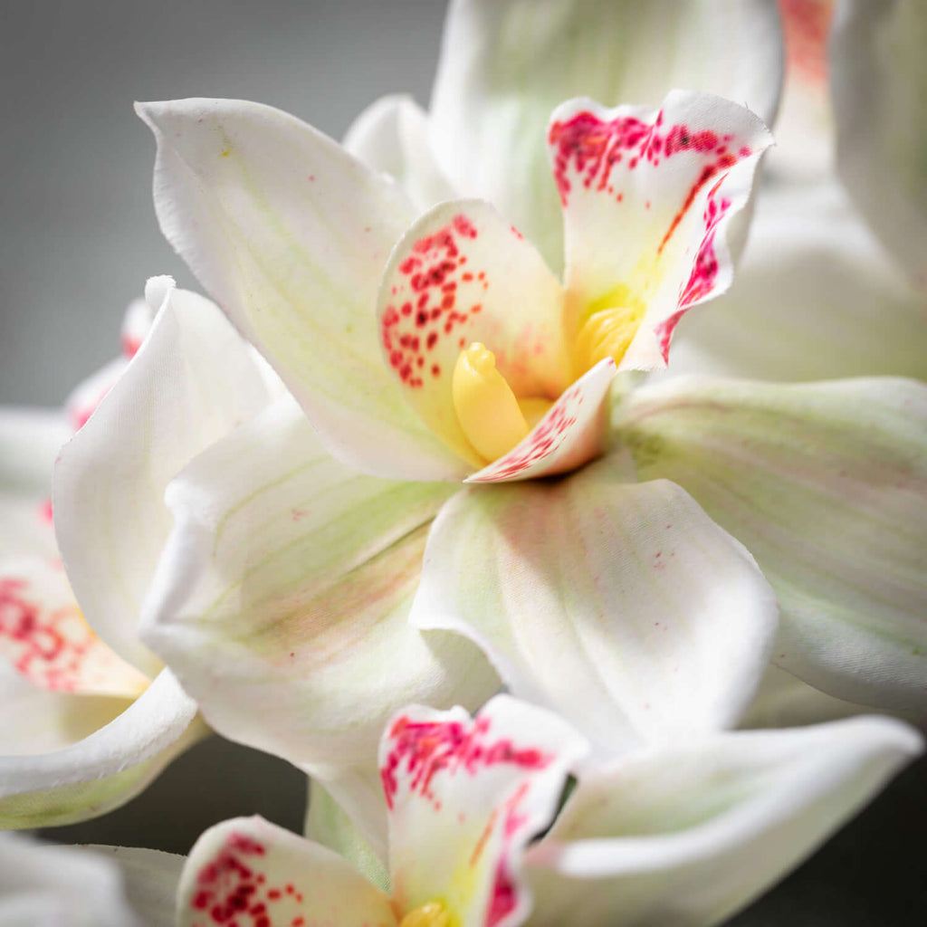 White Cymbidium Orchid Stem   