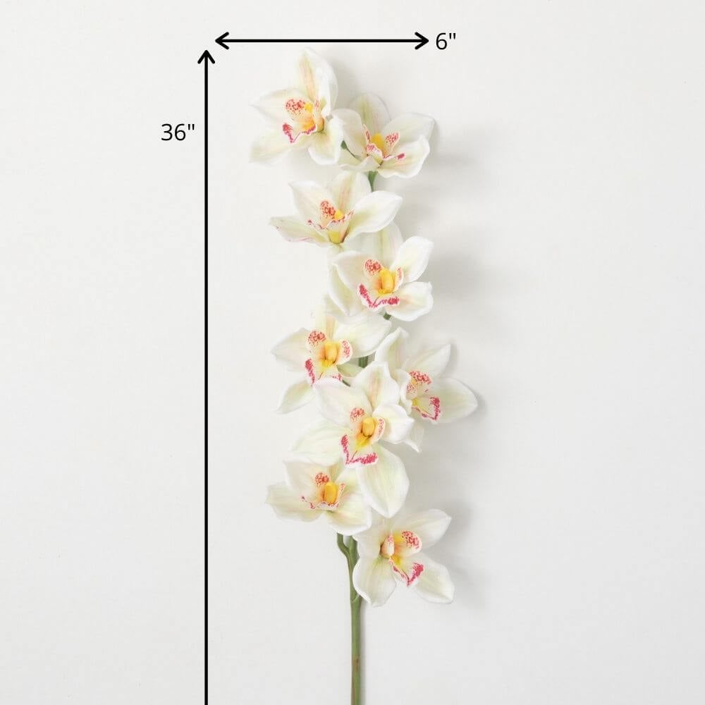 White Cymbidium Orchid Stem   
