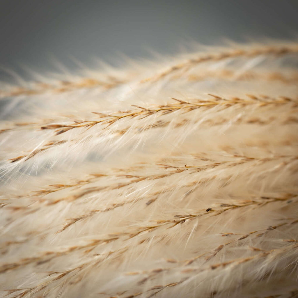 Wheat-Colored Feathery Reed   