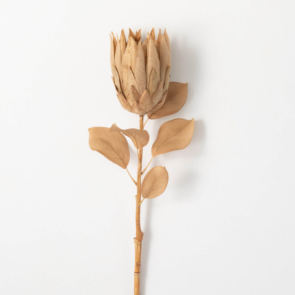 Natural Pale Brown Protea     