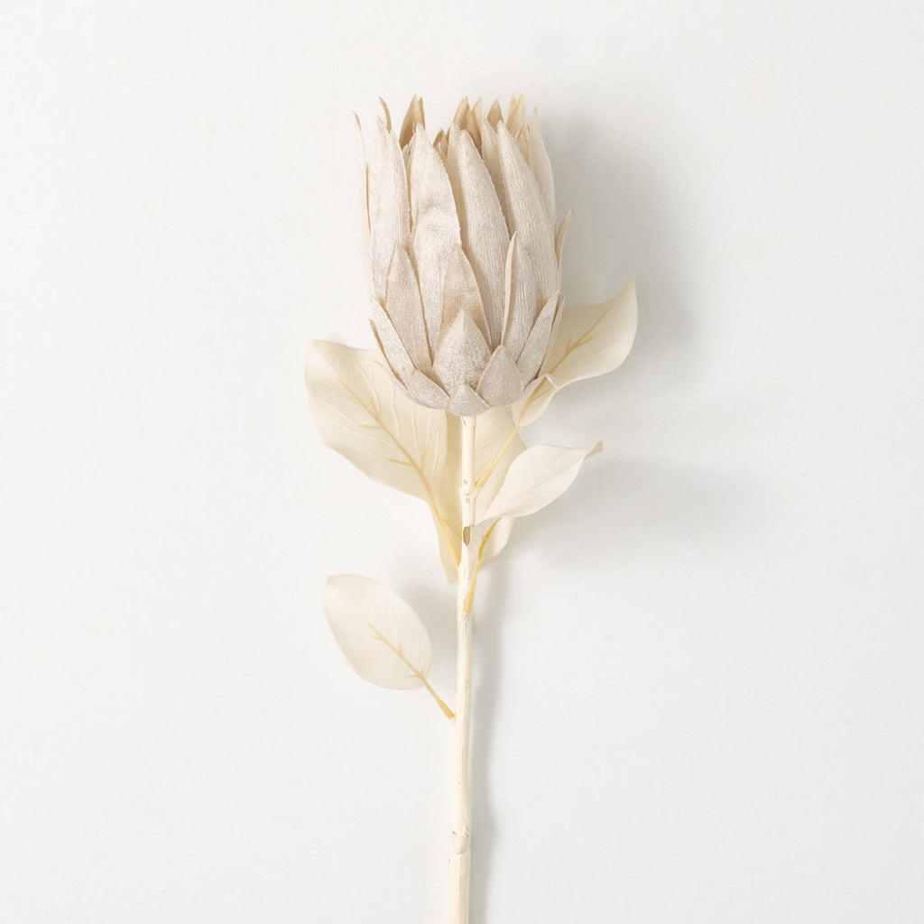 Natural Pale Cream Protea     
