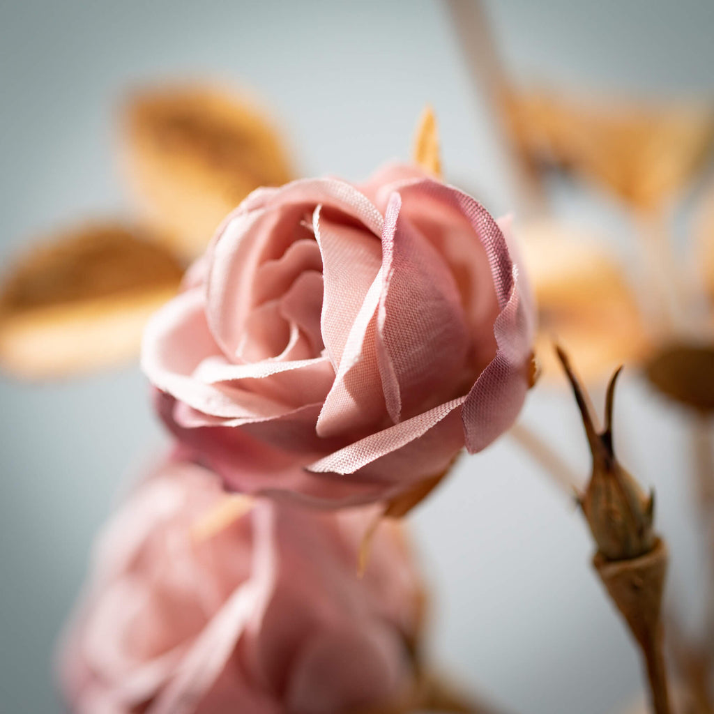 Blush Pink Multi-Bloom Rose   