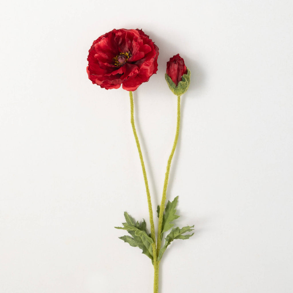 Radiant Red Poppy With Bud    