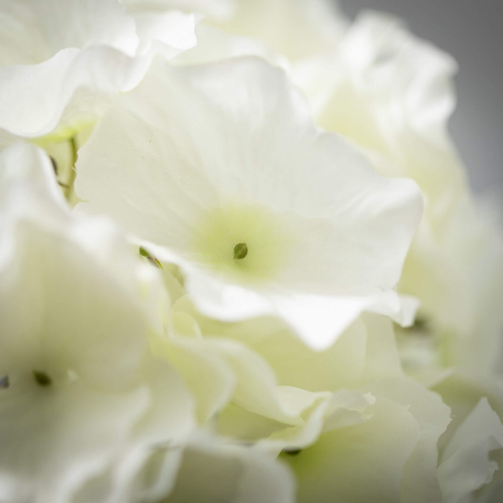 Cottage Cream Hydrangea Bloom 
