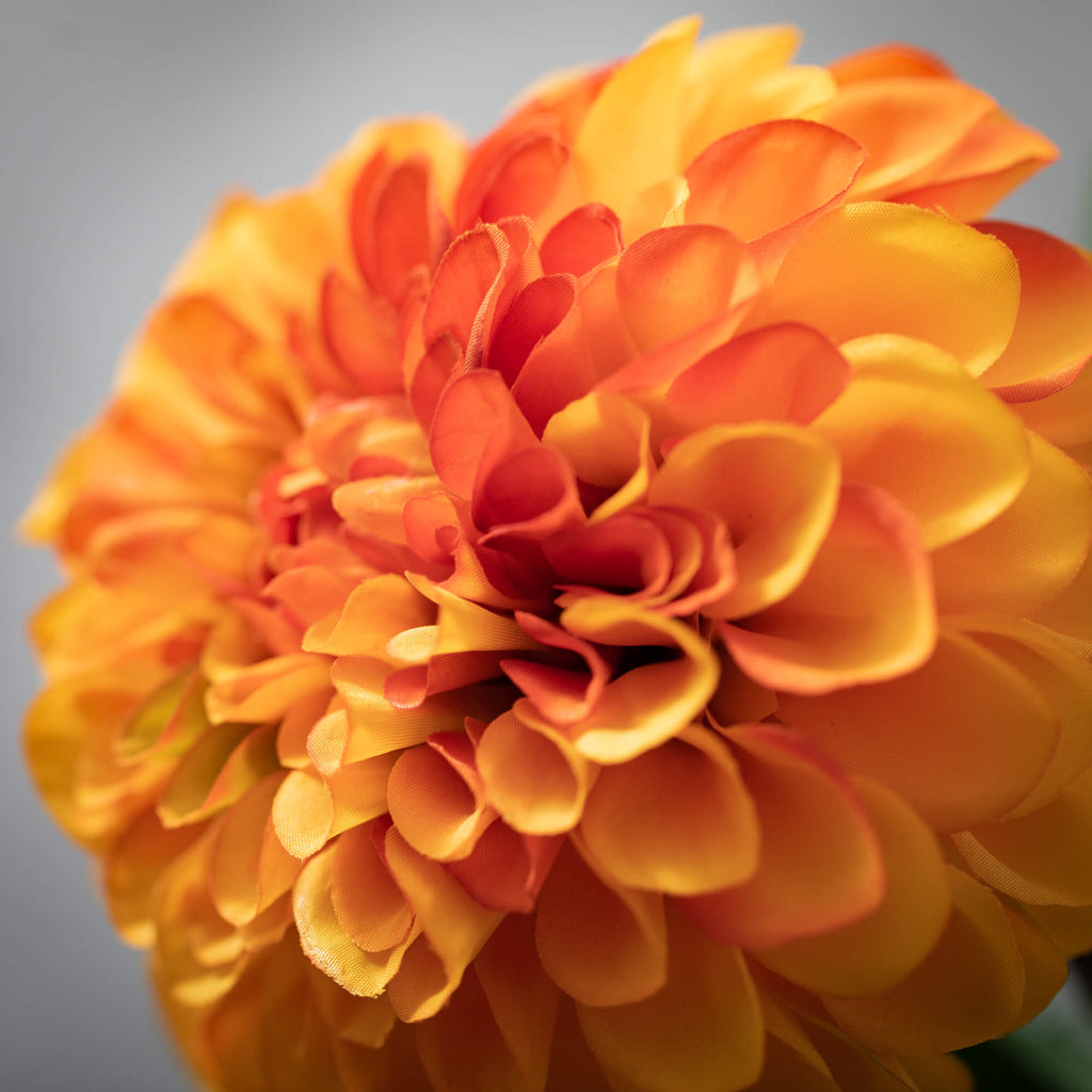 Orange Dahlia Flower Stem     