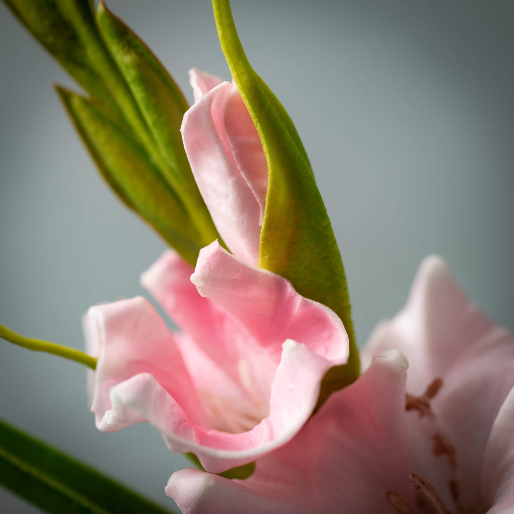 Soft Blushing Pink Gladiola   