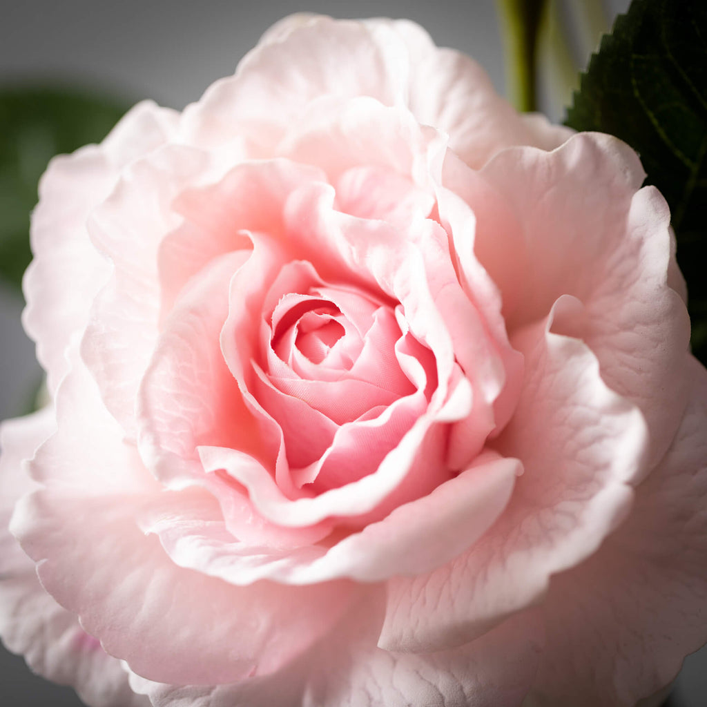 Freshcut® Pink Blooming Rose S
