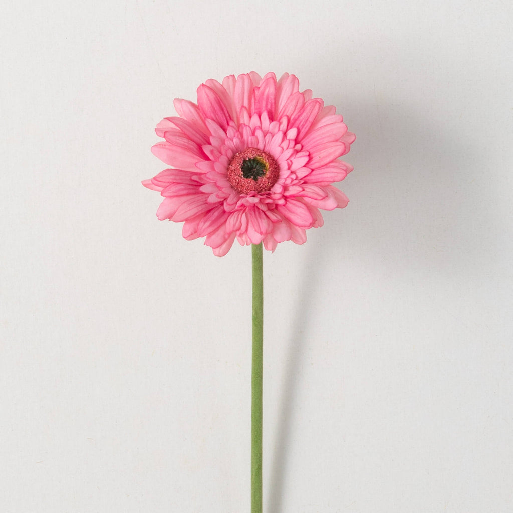 Beautiful Pink Gerbera Daisy  