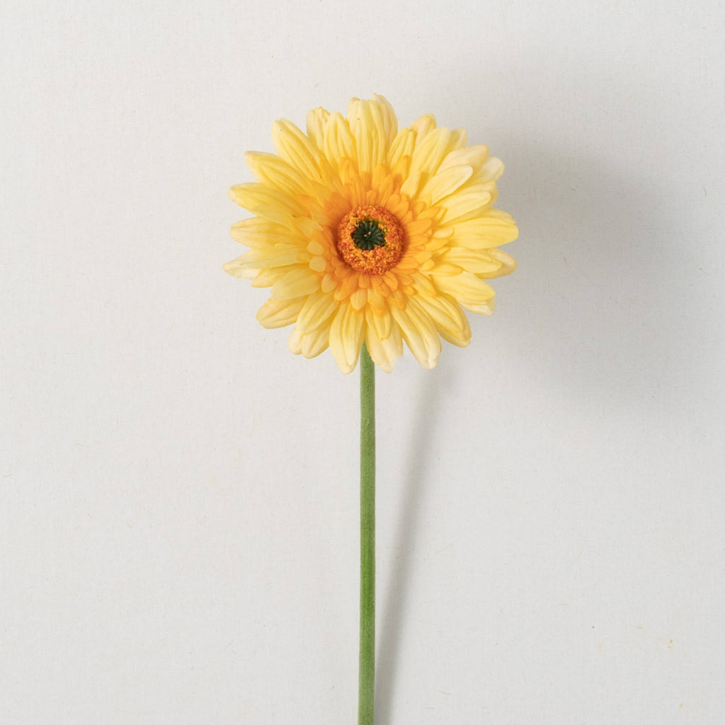 Sunny Yellow Gerbera Daisy    